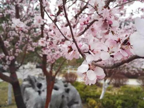 城南的花开了，你还走吗,城南花开，离别与否，心有所属