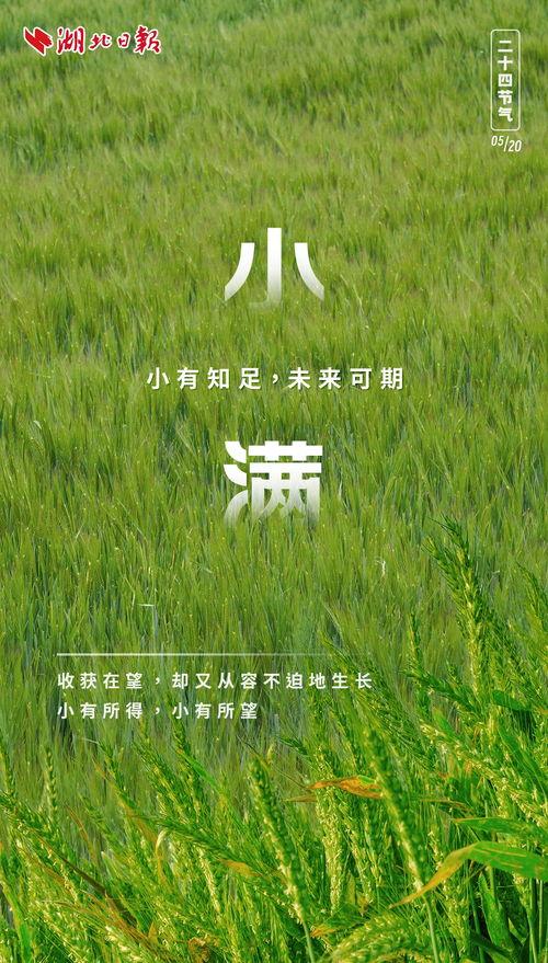 小满胜万全,揭秘农业丰收的奥秘