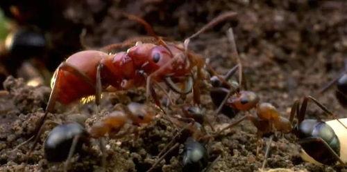 动物搏击会 第一季,丛林法则下的生存之战