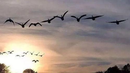 皎皎入寒夜,诗意人生画卷展