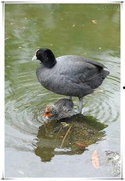 母影无踪,探寻失落的亲情轨迹